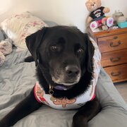 Home Owner wanting sitter in Perth, Western Australia