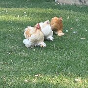 Home Owner wanting sitter in Wollongong, New South Wales