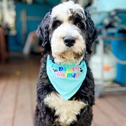Home Owner wanting sitter in Perth , Western Australia