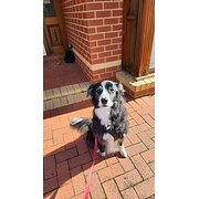 Home Owner wanting sitter in Williamstown, Victoria