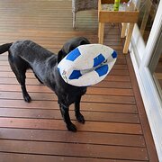 Home Owner wanting sitter in Brisbane city, Queensland
