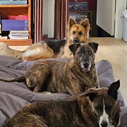 Home Owner wanting sitter in Gold Coast, Queensland