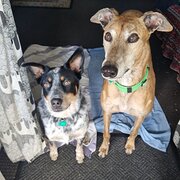 Home Owner wanting sitter in , Queensland