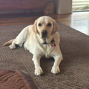 Home Owner wanting sitter in The Vines, Western Australia