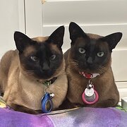 Home Owner wanting sitter in , Victoria