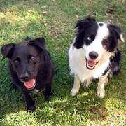 Home Owner wanting sitter in Newcastle, New South Wales
