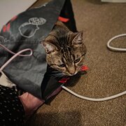 Home Owner wanting sitter in Sydney , New South Wales