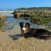 Home Owner wanting sitter in , Queensland