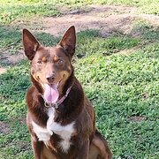 Home Owner wanting sitter in Bendigo , Victoria