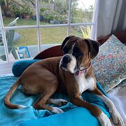 Home Owner wanting sitter in , South Australia