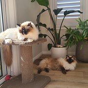 Home Owner wanting sitter in Port Macquarie, New South Wales