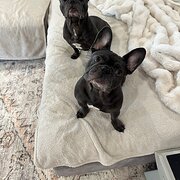 Home Owner wanting sitter in , Queensland