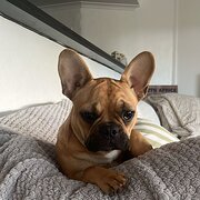Home Owner wanting sitter in Sydney , New South Wales