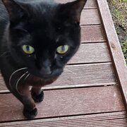 Home Owner wanting sitter in , Victoria