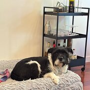 Home Owner wanting sitter in South Yarra, Victoria