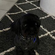 Home Owner wanting sitter in Brisbane, Queensland