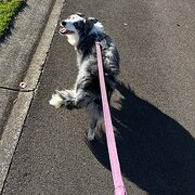 Home Owner wanting sitter in , Queensland