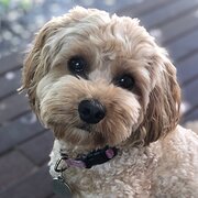 Home Owner wanting sitter in Melbourne, Victoria