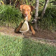 Home Owner wanting sitter in , New South Wales