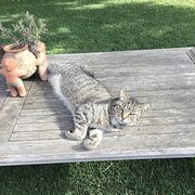 Home Owner wanting sitter in , New South Wales
