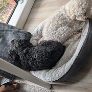 Home Owner wanting sitter in , New South Wales