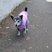 Home Owner wanting sitter in , Victoria