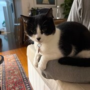 Home Owner wanting sitter in , New South Wales