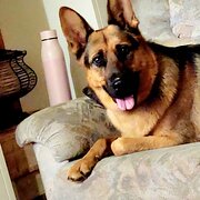 Home Owner wanting sitter in , New South Wales