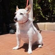 Home Owner wanting sitter in Perth, Western Australia