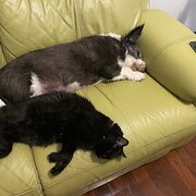 Home Owner wanting sitter in , Western Australia