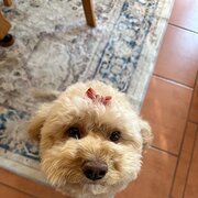 Home Owner wanting sitter in , New South Wales