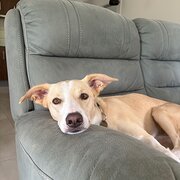 Home Owner wanting sitter in Gold Coast, Queensland