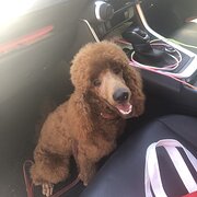 Home Owner wanting sitter in , Queensland