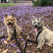 Home Owner wanting sitter in BANKSTOWN, New South Wales
