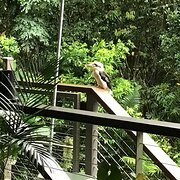 Home Owner wanting sitter in Cairns, Queensland