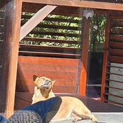 Home Owner wanting sitter in HARRINGTON, New South Wales