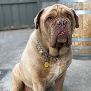 Home Owner wanting sitter in , Victoria