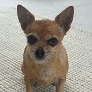 Home Owner wanting sitter in , New South Wales