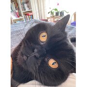 Home Owner wanting sitter in Fremantle, Western Australia