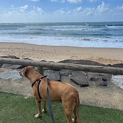 Home Owner wanting sitter in , Queensland