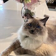 Home Owner wanting sitter in , New South Wales