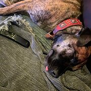 Home Owner wanting sitter in Greensborough , Victoria