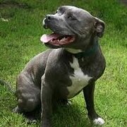 Home Owner wanting sitter in Gympie, Queensland