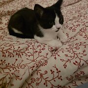 Home Owner wanting sitter in Sydney CBD and Eastern Beaches within 5kms, New South Wales