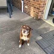 Home Owner wanting sitter in Kempsey, New South Wales