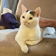 Home Owner wanting sitter in Sydney, New South Wales