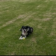 Home Owner wanting sitter in , Western Australia