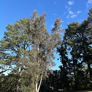 Home Owner wanting sitter in Warrandyte, Victoria