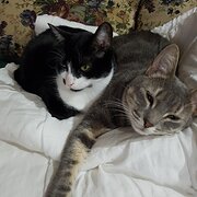 Home Owner wanting sitter in Ipswich, Queensland
