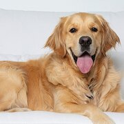 Home Owner wanting sitter in , New South Wales